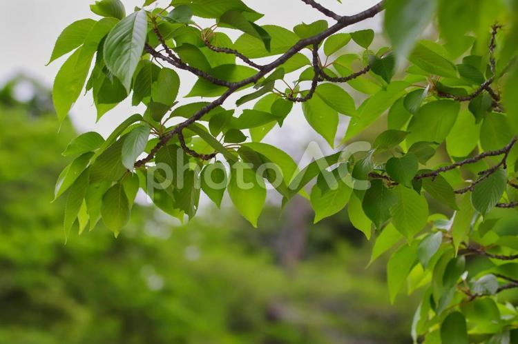 新緑の風景 緑,ネイチャー,新緑の写真素材