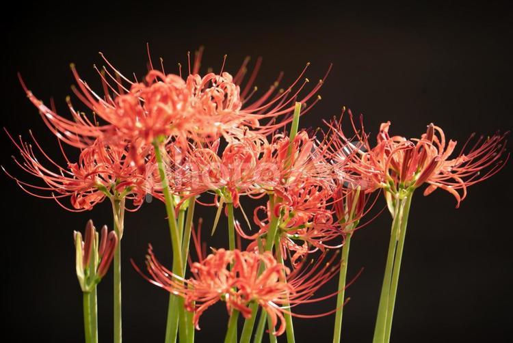 赤い彼岸花　曼珠沙華 彼岸花,曼珠沙華,ヒガンバナの写真素材