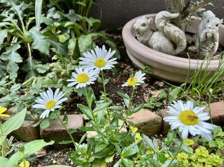 庭に咲く白い花と花壇の風景 花,白い花,ハマギクの写真素材