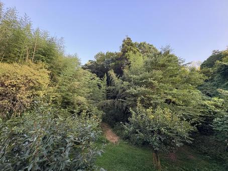 青空に映える竹林 青空に映える竹林 青空,竹林,森の写真素材