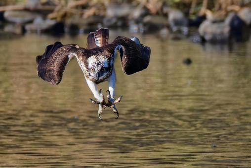 カギ爪を広げるミサゴ ミサゴ,鶚,ウオタカの写真素材