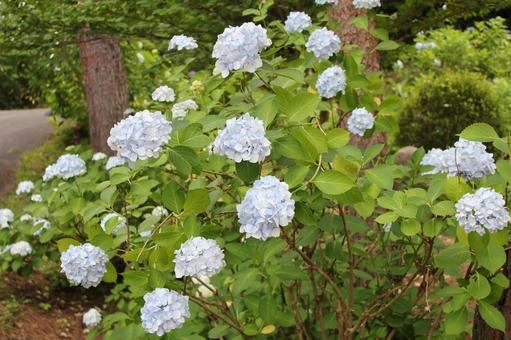 Hydrangea 101, JPG Hydrangea 101, JPG