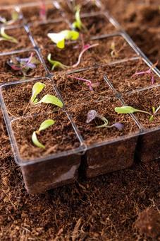 育苗トレイのアップ 育苗トレイ,芽,植物の写真素材