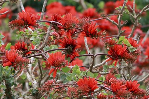 咲き誇るデイゴの花　やんばるの森 デイゴの花,赤,アカの写真素材
