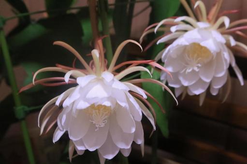 夜中に月花美人が咲きました 月花美人,開花,珍しいの写真素材