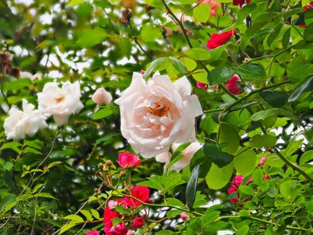 Landscape with roses, JPG