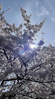 桜 桜の写真