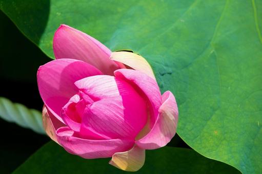 開花した蓮の花 開花した蓮の花 蓮,ハス,花の写真素材