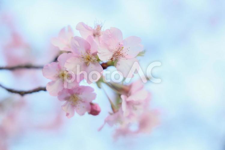 ふんわりピンクの桜の花びら 桜,河津桜,寒桜の写真素材