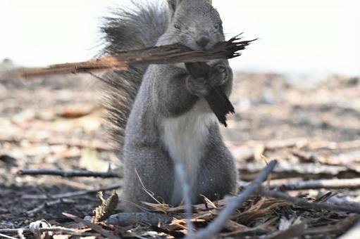 Photo, ezolith, collecting nest materials, mammalian, 