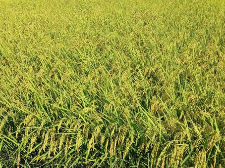 田んぼ　稲 田んぼ,稲,米の写真素材