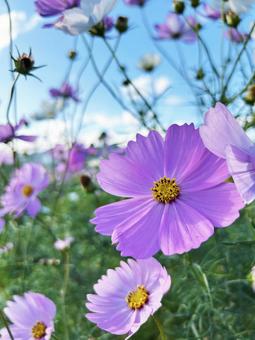 満開のコスモス 空,コスモス,満開の写真素材