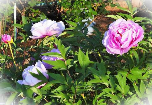 ピンクの花の写真