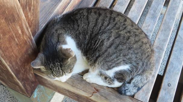 ベンチでのお昼寝が日課のあざと過ぎる猫様 猫,キジシロ,眠り猫の写真素材