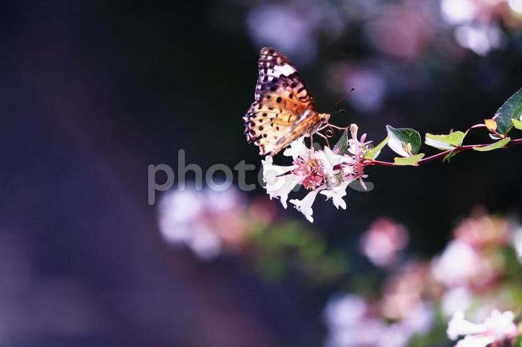 幻想的な背景と花にとまった蝶々 蝶,昆虫,チョウの写真素材