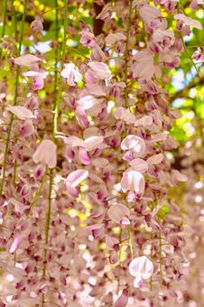 Photo, wisteria of honehata, nagaizumi temple, wisteria trellis, 