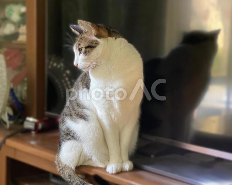 光に照らされるキジ白猫ちゃん 猫,キジ白,横顔の写真素材