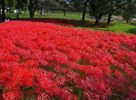 水元公園―ヒガンバナの丘 水元公園―ヒガンバナの丘 花,ヒガンバナ,彼岸花の写真素材