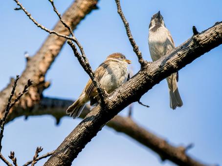 枝にとまるスズメ 枝にとまるスズメ スズメ,雀,鳥の写真素材