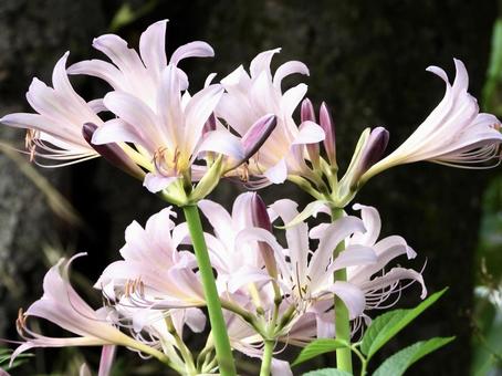 きれいな花 きれいな花 植物,花,川辺の写真素材