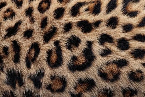 ヒョウ柄(レオパード柄)テクスチャ ヒョウ柄(レオパード柄)テクスチャの写真
