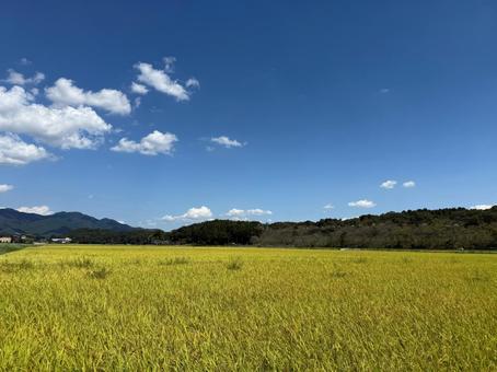 秋の青空と黄金色の稲田の風景 秋の青空と黄金色の稲田の風景 稲穂,田んぼ,田園の写真素材