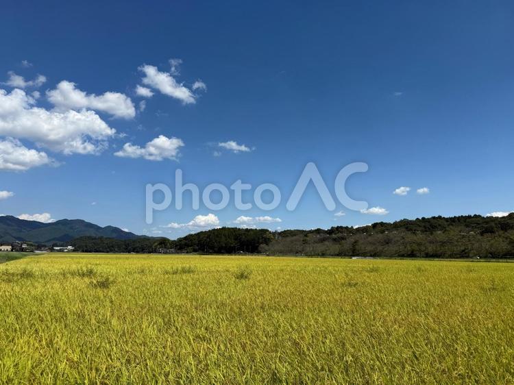 秋の青空と黄金色の稲田の風景 稲穂,田んぼ,田園の写真素材