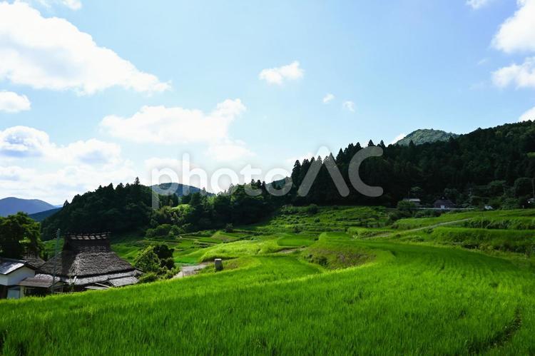 青空と美しい棚田の風景 棚田,里山,原風景の写真素材