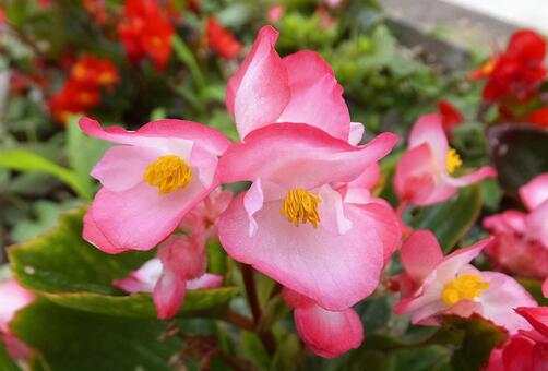 ベゴニア [Begonia]-002の写真