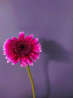 パープルのガーベラとシルエット ガーベラ,パープル,植物の写真素材