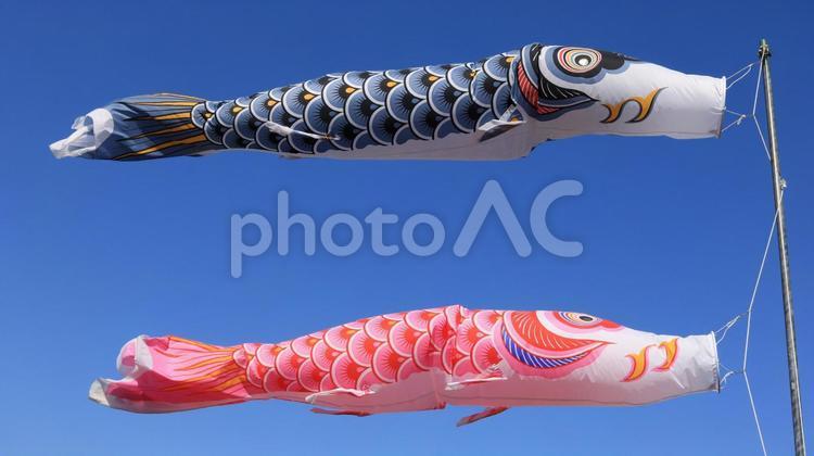 五月の風になびく2匹の鯉のぼり 青,赤,アジアの写真素材