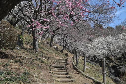 筑波山梅林 筑波山梅林の写真