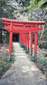 赤い鳥居 赤い鳥居 大麻比古神社,鳥居,赤の写真素材