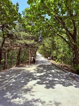203高地の大砲までの道 道路,山道,木漏れ日の写真素材