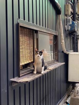 窓辺に佇む猫 窓辺に佇む猫 猫,地域猫,野良猫の写真素材