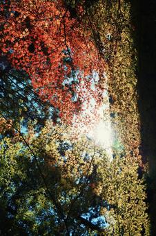 3色紅葉 3色紅葉の写真