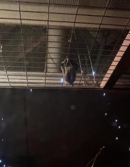 コウモリ コウモリ,夜行性,夜の写真素材