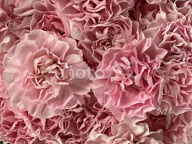 花（カーネーション） 花,アップ,植物の写真素材