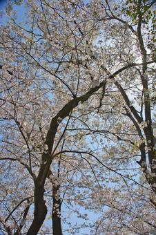 桜 桜の写真