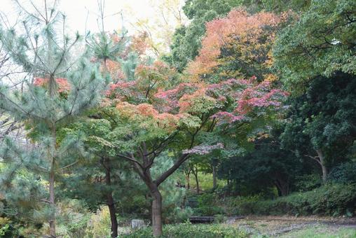 黄昏の紅葉の写真