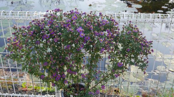 池の端の鉢植え 大船フラワーセンター,池,人工の写真素材