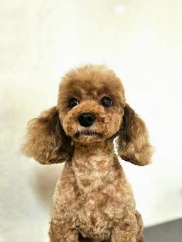 犬②1/30 犬②1/30の写真
