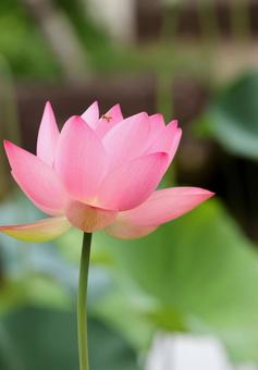 Photo, lotus flower, bald, a lotus, 