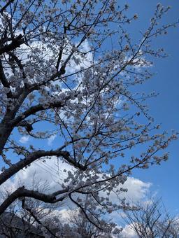桜 桜の写真