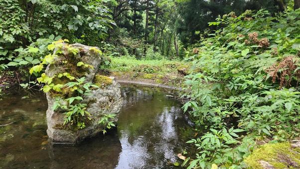 森 森 森,山,森林の写真素材