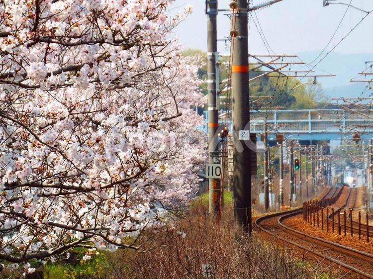 【桜の写真】桜が咲く風景 桜,さくら,サクラの写真素材