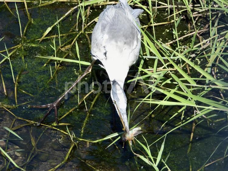 魚を掴み上げたアオサギ 鳥,野鳥,アオサギの写真素材