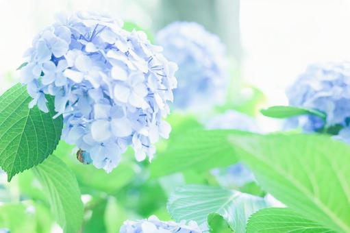 紫陽花 紫陽花の写真