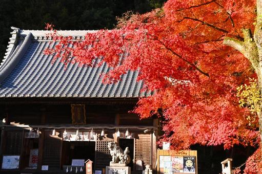 松平東照宮のもみじの紅葉 松平東照宮のもみじの紅葉 紅葉,もみじ,綺麗の写真素材
