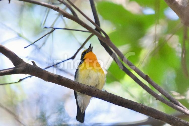 美しい野鳥のさえずり② 野鳥,キビタキ,鳥の写真素材